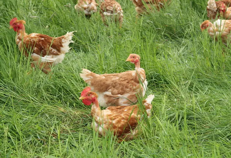 <em class="placeholder">poulet label rouge noir parcours</em>