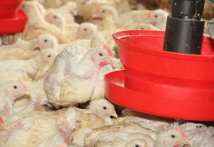 <em class="placeholder">poulet lourd devant mangeoire </em>