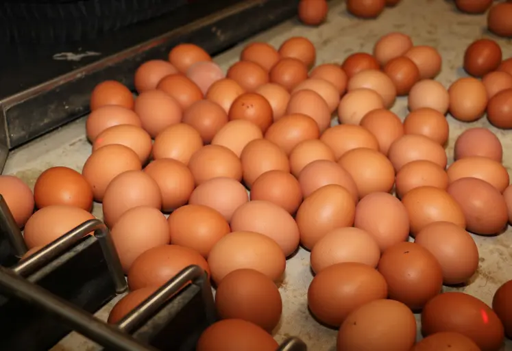 oeufs bruns de poules pondeuses sur l'emballeuse dans un élevage 