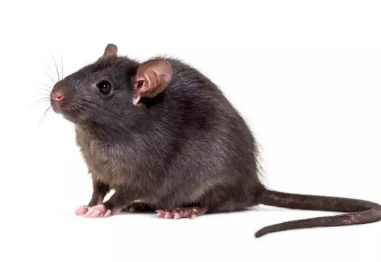 <em class="placeholder">rongeur rat noir</em>