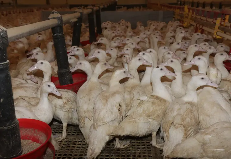 <em class="placeholder">Les éleveurs de canards étaient privés depuis quinze mois d&#039;un volume d&#039;exportations représentant 10 % de la production nationale.</em>