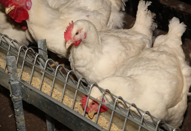 <em class="placeholder">élevage reproducteurs poules coq ross 308 souche lourde Zoé Prual Jean-Pierre Gallais Couvéo</em>