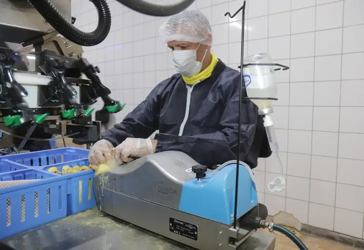 <em class="placeholder">Vaccination mixte : « il est espéré un bilan en fin d&#039;année », selon Ceva Santé animale France. </em>