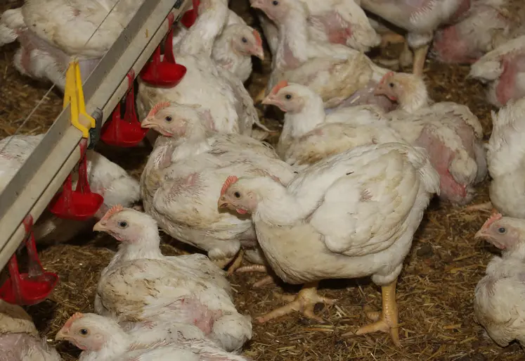 poulet lourd label femelle en fin d'élevage