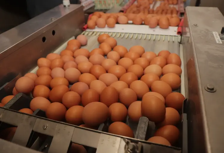 <em class="placeholder">arrivée des oeufs pondus le matin dans la salle de tri de l&#039;éléveur</em>