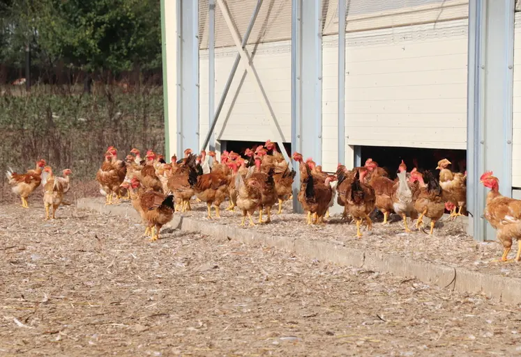 <em class="placeholder">Les volailles fermières Label rouge représentent 13% des volailles françaises produites. Une proportion stable depuis 2023.</em>