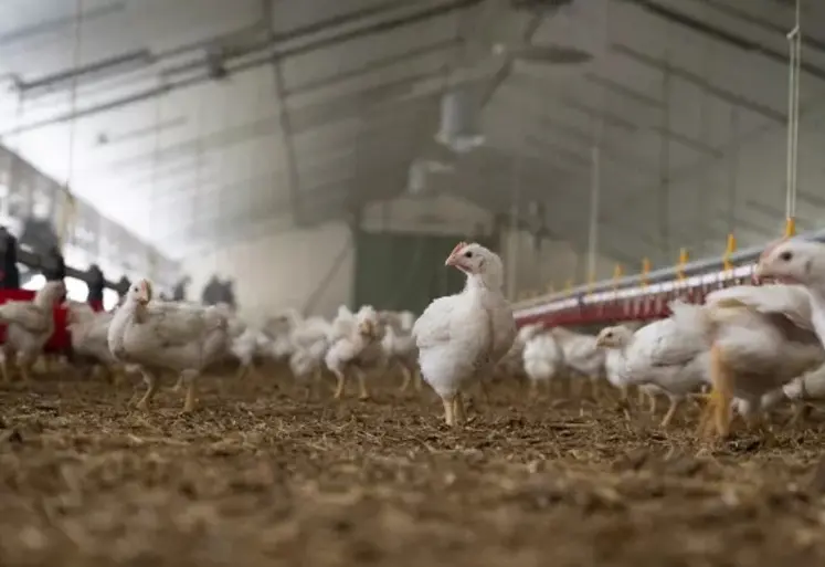 volailles dans un bâtiment