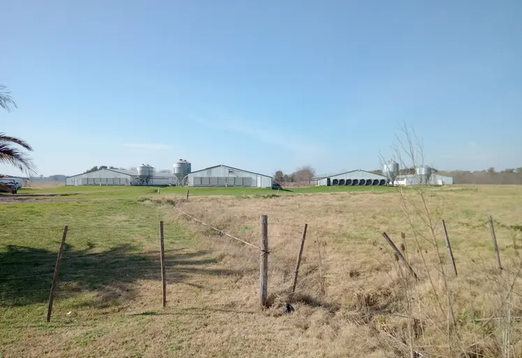 <em class="placeholder">L&#039;Argentine compte 4 000 exploitations avicoles, comme la  ferme Alfa Agropecuaria situés à 100 km de Buenos Aires.</em>