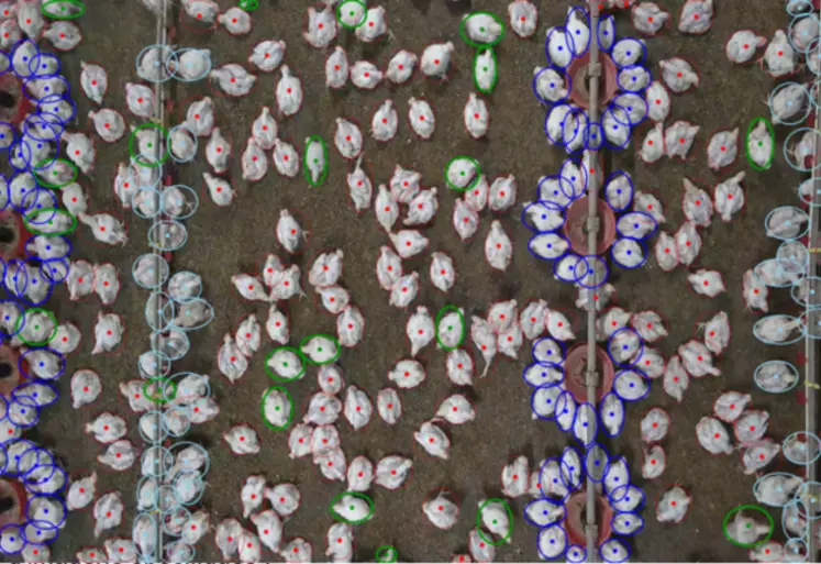 <em class="placeholder">Le projet EWelfareTrack 2.0 vise au suivi individuel en temps réel des poulets de chair à l’aide d’algorithmes d’analyses d’images.</em>