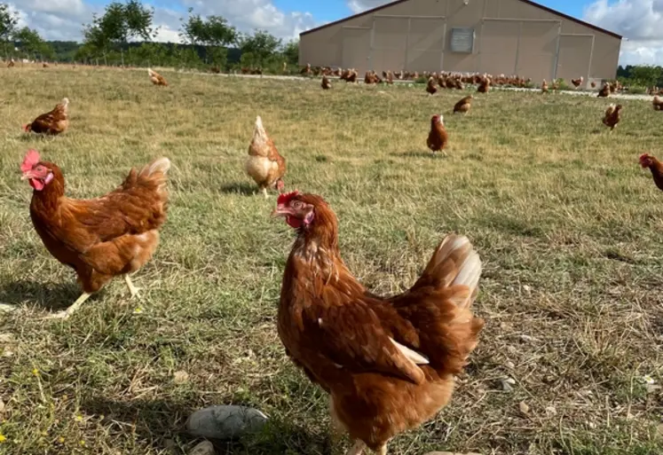 <em class="placeholder">Le portage en vers intestinaux, les helminthes, a été largement sous-estimé pour les productions de pondeuses et de chair, plein air et biologique.</em>
