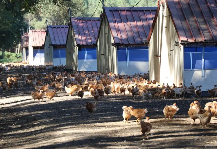 <em class="placeholder">Cabanes landaises - poulets en totale liberté</em>
