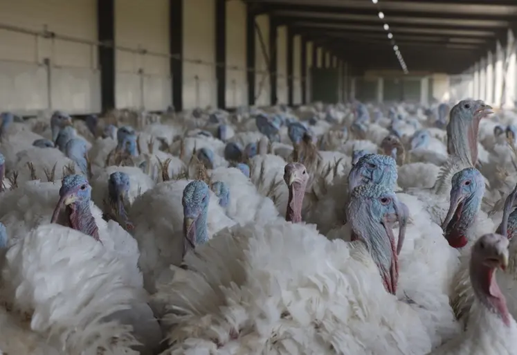 <em class="placeholder">La France qui pesait 45% de la production européenne de dindes en 2000 ne représente plus que 15 % de cette production en 2024 (source Itavi).</em>