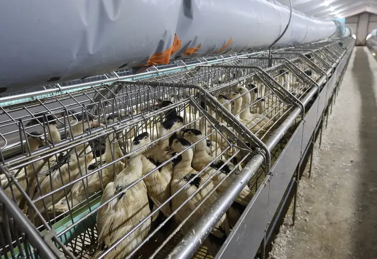 <em class="placeholder">Lors de l'engraissement des canards, les postures répétées au quotidien peuvent entraîner des douleurs à court ou long terme. La profession relaie des préconisations.</em>