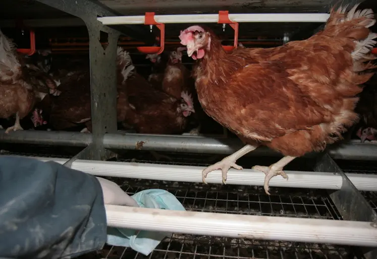 <em class="placeholder">Aviculture / Ã©tat sanitaire des Ã©levages de poules pondeuses / dÃ©pistage de la prÃ©sence de salmonelles / prÃ©lÃ¨vement par chiffonnette / RA 136</em>