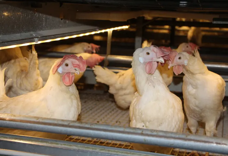 <em class="placeholder">Si les souches blanches et rustiques sont les plus adaptées pour l’allongement de la durée de vie des poules, des leviers existent aussi pour les poules rousses et brunes.</em>