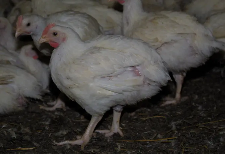 <em class="placeholder">Rustivol:seul2 / Poulets Rustivol
Tilly sabco-univol
type certifié intermédiaire
crédit PLD poulet Rustivol pour Export Tilly SAbco</em>