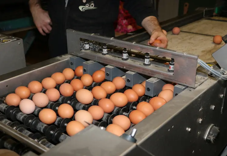 <em class="placeholder">Un lot qui reste rentable jusqu’à une réforme tardive devra avoir un taux de perte et d’œufs déclassés suffisamment maîtrisé, au risque de perdre l’intérêt de ...</em>