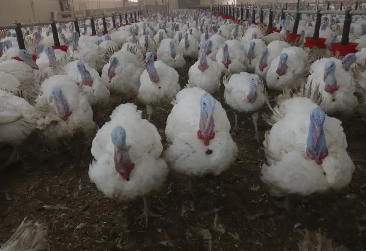 <em class="placeholder">L'Efsa recommande une surface de 0,82 m2 pour un animal de 25 kg.</em>