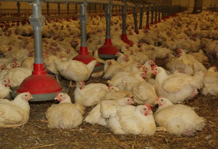 <em class="placeholder">poulet en fin de lot</em>