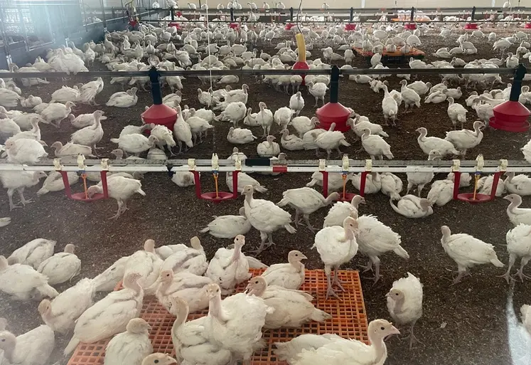<em class="placeholder">Le bien-être animal et l’environnement sont rarement cités comme priorités premières, non par désintérêt, mais parce qu’ils sont perçus comme déjà intégrés ou ...</em>
