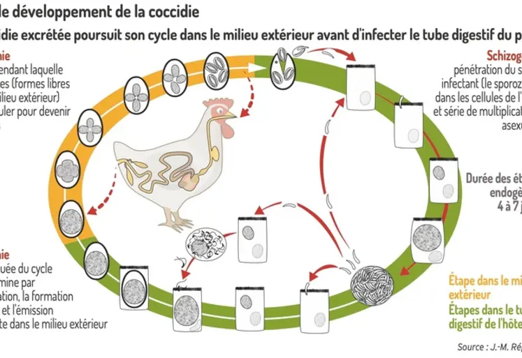 <em class="placeholder">Graphique = Cycle de développement de la coccidieLa coccidie excrétée poursuit son cycle dans le milieu extérieur avant d'infecter le tube digestif du poulet</em>