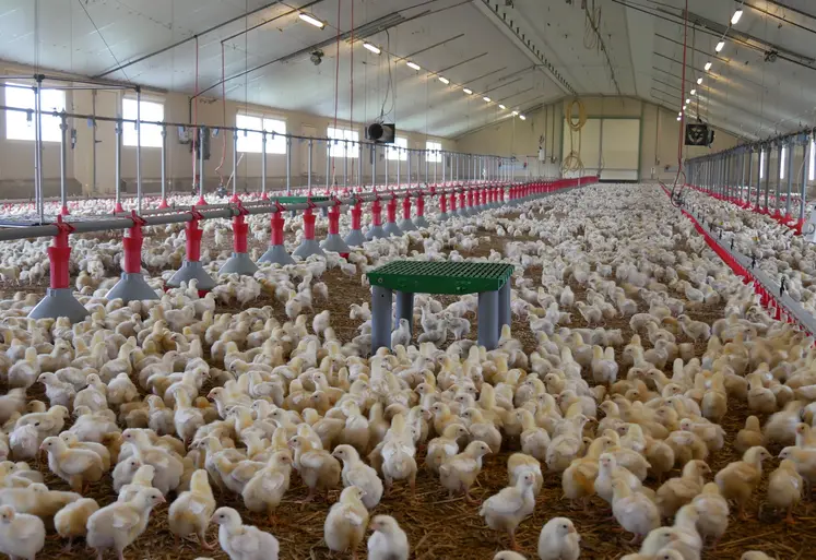 Bâtiment jeunes poulets avec plateforme