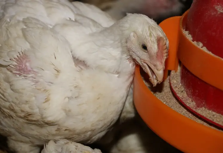 <em class="placeholder">Poulet alimentation</em>