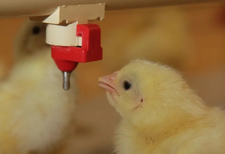 poussin en situation d'abreuvement au démarrage