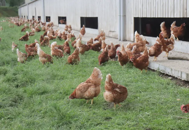 <em class="placeholder">En France, la vaccination contre la maladie de Newcastle est fortement recommandée pour les productions plein air. </em>