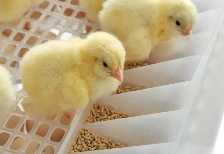 <em class="placeholder">Système HatchCare d'alimentation précoce au couvoir</em>