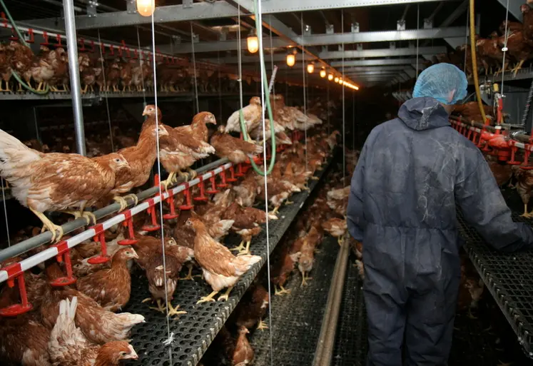 <em class="placeholder">Aviculture. Xavier Le Helloco - 10 /  Poulet en volière vencomatic . semaines poulettes Jumpstart volière poulette. Poulailler. Elevage de poulets. production de volaille ...</em>