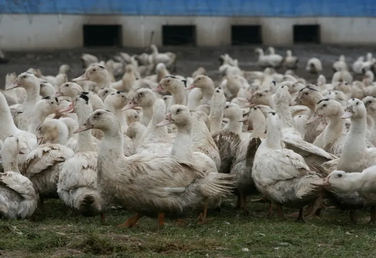 <em class="placeholder">Canards gars prêt à gaver en extérieur en parcours</em>