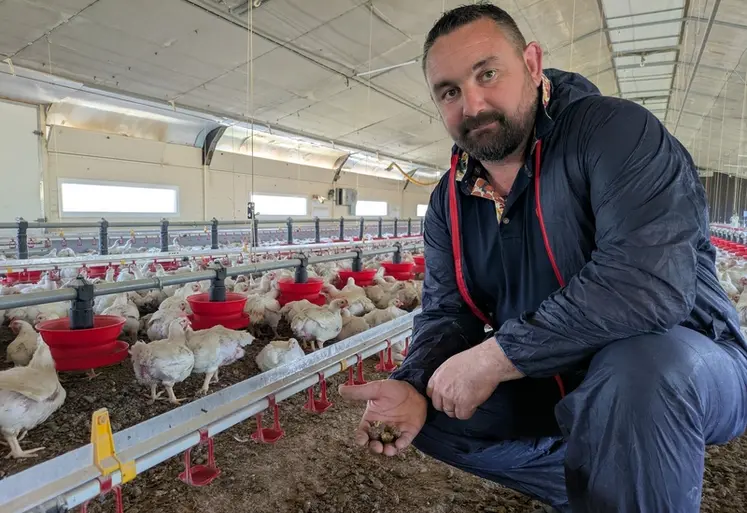 <em class="placeholder">Jean-Louis Thébaud, éleveur de poulets lourds dans le Morbihan : « La litière obtenue avec les gros granulés de paille est très absorbante et confortable pour les ...</em>