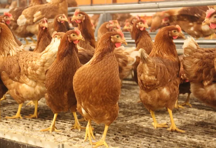 <em class="placeholder">En 2025, la France a déclaré 212 foyers de salmonelles en pondeuses œufs de consommation, soit une prévalence de 2,95 %.</em>