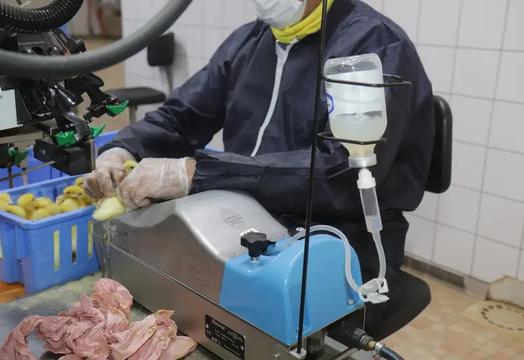 <em class="placeholder">vaccination au couvoir d'un caneton de Barbarie contre l'influenza aviaire </em>