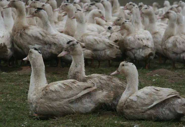canards prêts-à-gaver