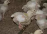 poulet lourd sur perchoir 