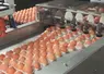 L’Europe impose le marquage des œufs à la ferme