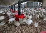 Par rapport aux recommandations nutritionnelles d'Aviagen Turkeys, la production française aurait tendance à être moins dense en lysine et plus chargée en énergie.