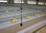 <em class="placeholder">Le projet Acoust’Chick 2.0 vise à construire une base de sons signant un état émotionnel ou physiologique des poulets et poules.</em>