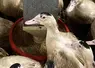 <em class="placeholder">Le phénomène de picage était limité à certaines cases de 40 animaux, d’autres étant complètement indemnes de picage.</em>