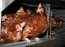 <em class="placeholder">poules pondeuses en cages Meller tapis grattage</em>