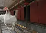 Poule pondeuse blanche dans une volière aux Pays Bas. 