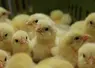 <em class="placeholder">Itavi Inrae couvoir poulets fortes chaleurs</em>