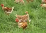 <em class="placeholder">poulet label rouge noir parcours</em>