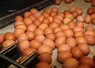 oeufs bruns de poules pondeuses sur l'emballeuse dans un élevage 