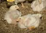 poulet lourd jeune sur litière de copeau