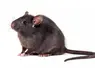 <em class="placeholder">rongeur rat noir</em>
