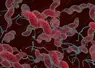 Bactérie campylobacter, une menace alimentaire
