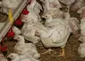 poulet lourd label femelle en fin d'élevage